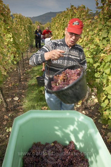 Vendange en Alsace (Grapes Harvest), Alsace, France - FR-ALS-0596