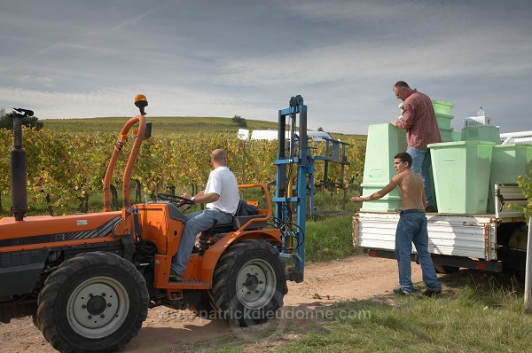 Vendange en Alsace (Grapes Harvest), Alsace, France - FR-ALS-0598