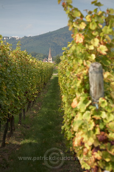 Vendange en Alsace (Grapes Harvest), Alsace, France - FR-ALS-0599