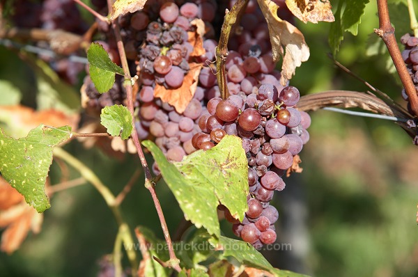 Vendange, raisin mur (Grapes with noble rot), Alsace, France - FR-ALS-0600
