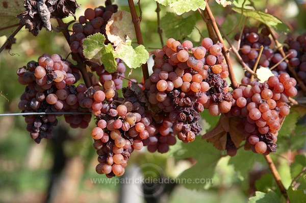 Vendange, raisin mur (Grapes with noble rot), Alsace, France - FR-ALS-0602