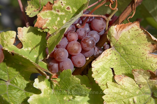 Vendange, Gewurtztraminer (Red Gewurztraminer grapes), Alsace, France - FR-ALS-0604