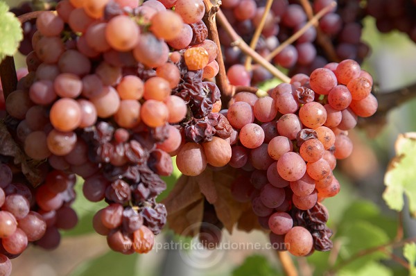 Vendange, raisin mur (Grapes with noble rot), Alsace, France - FR-ALS-0605