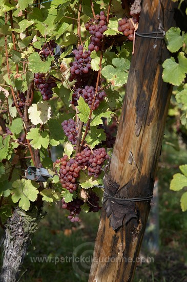 Vendange, Gewurtztraminer (Red Gewurztraminer grapes), Alsace, France - FR-ALS-0606