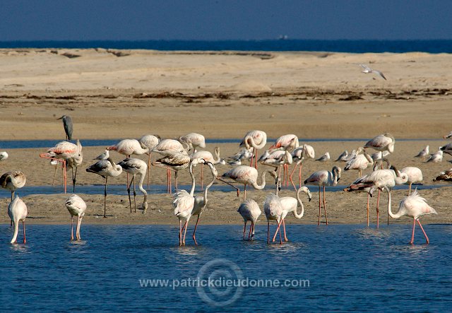 Greater Flamingo (Phoenicopterus ruber) - Flamant rose   10666