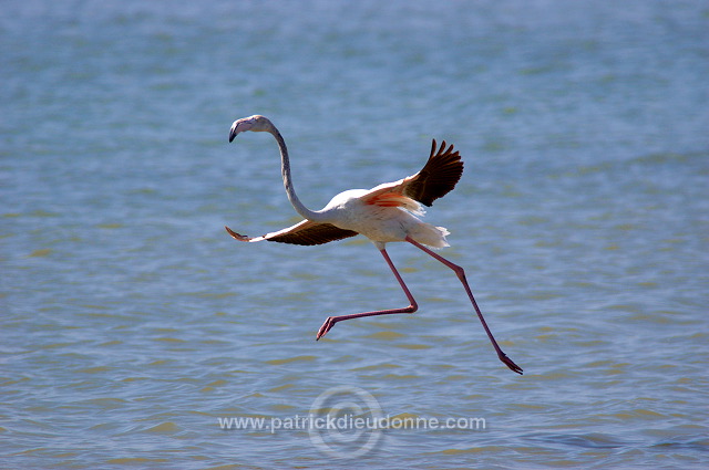 Greater Flamingo (Phoenicopterus ruber) - Flamant rose   10667