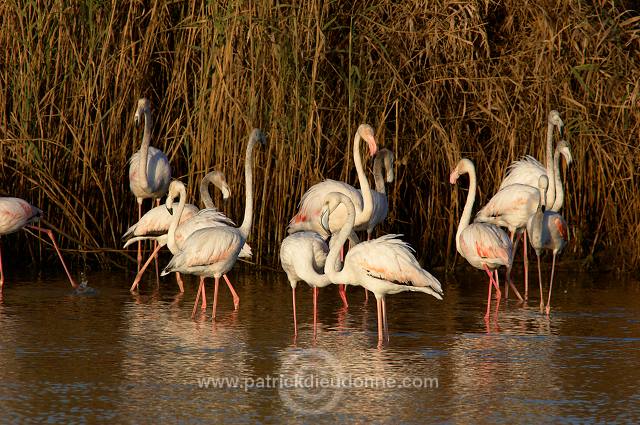 Greater Flamingo (Phoenicopterus ruber) - Flamant rose   10668