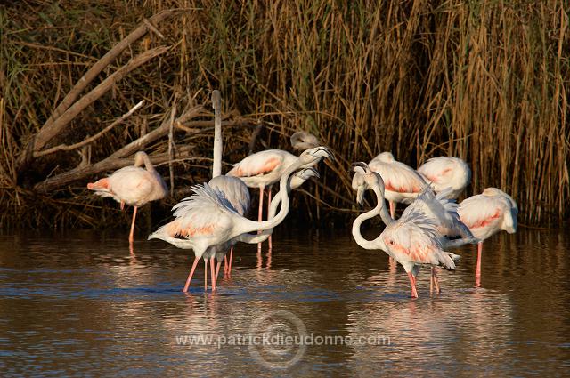 Greater Flamingo (Phoenicopterus ruber) - Flamant rose   10669