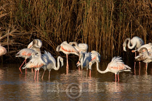 Greater Flamingo (Phoenicopterus ruber) - Flamant rose   10670