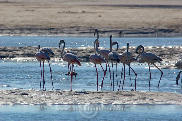 Greater Flamingo (Phoenicopterus ruber) - Flamant rose   10671