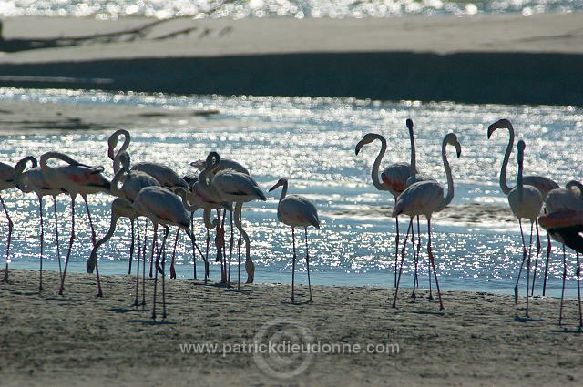 Greater Flamingo (Phoenicopterus ruber) - Flamant rose   10673