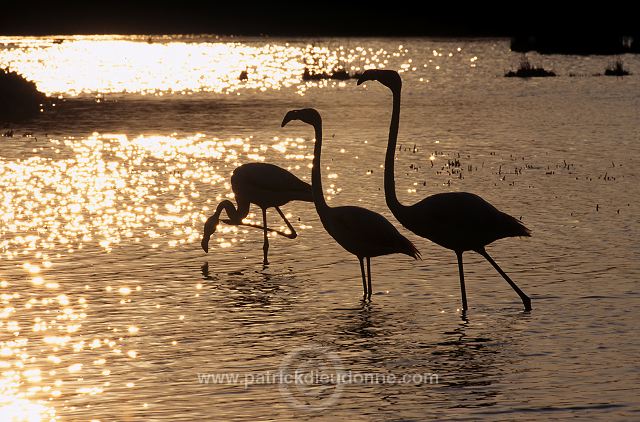 Greater Flamingo (Phoenicopterus ruber) - Flamant rose - 11008