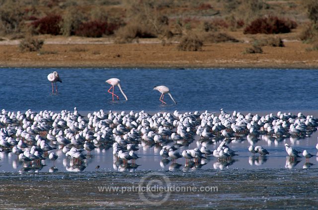 Greater Flamingo (Phoenicopterus ruber) - Flamant rose  11011