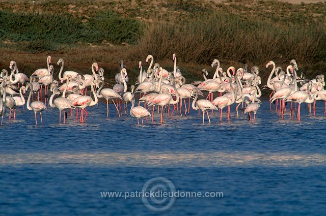 Greater Flamingo (Phoenicopterus ruber) - Flamant rose  11012