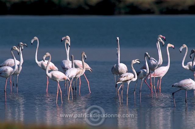 Greater Flamingo (Phoenicopterus ruber) - Flamant rose  11013