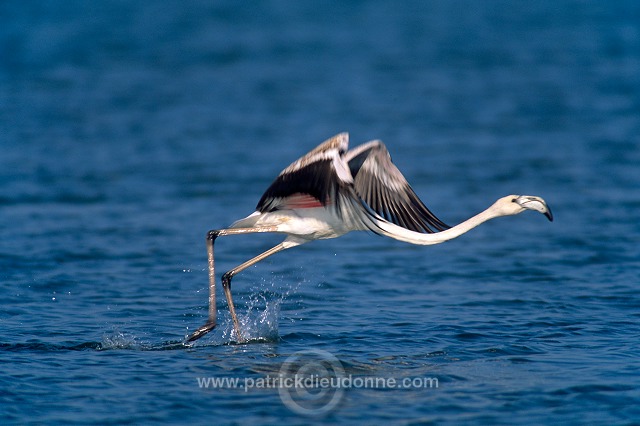 Greater Flamingo (Phoenicopterus ruber) - Flamant rose  11015