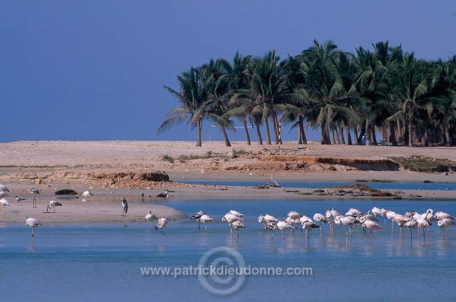 Greater Flamingo (Phoenicopterus ruber) - Flamant rose  11016