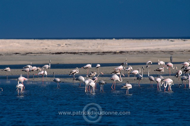 Greater Flamingo (Phoenicopterus ruber) - Flamant rose  11018