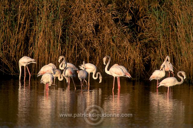 Greater Flamingo (Phoenicopterus ruber) - Flamant rose  11020