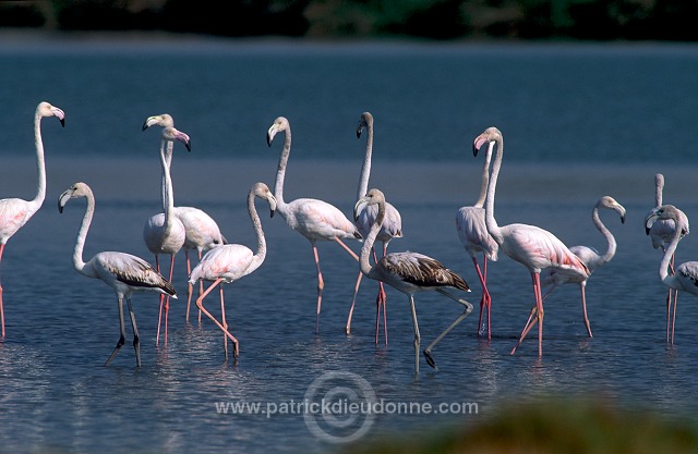 Greater Flamingo (Phoenicopterus ruber) - Flamant rose  11023