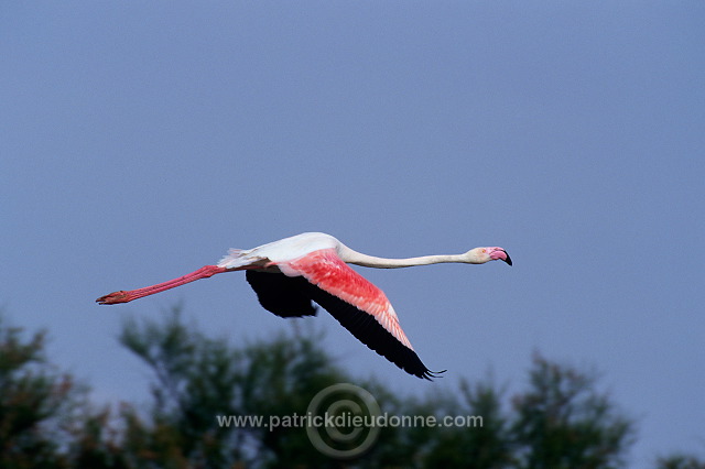 Greater Flamingo (Phoenicopterus ruber) - Flamant rose - 20321