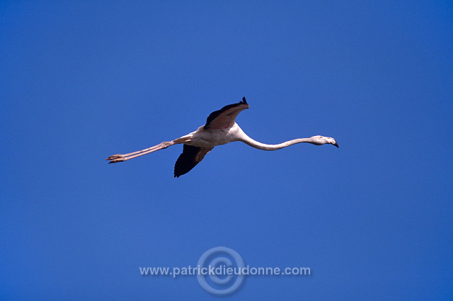 Greater Flamingo (Phoenicopterus ruber) - Flamant rose - 20322