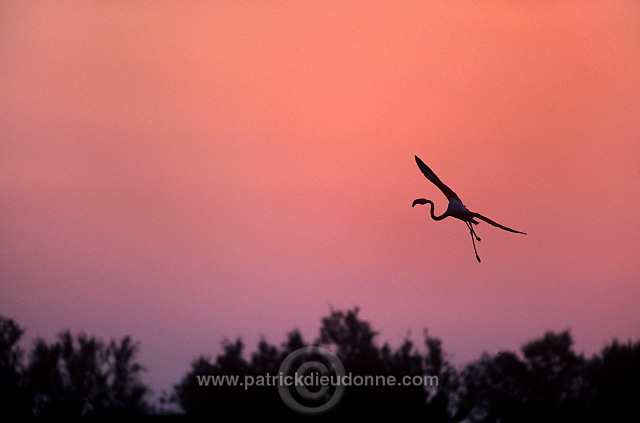 Greater Flamingo (Phoenicopterus ruber) - Flamant rose - 20323