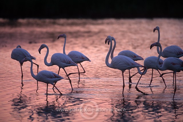 Greater Flamingo (Phoenicopterus ruber) - Flamant rose - 20324