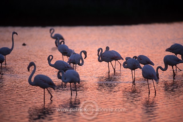 Greater Flamingo (Phoenicopterus ruber) - Flamant rose - 20325