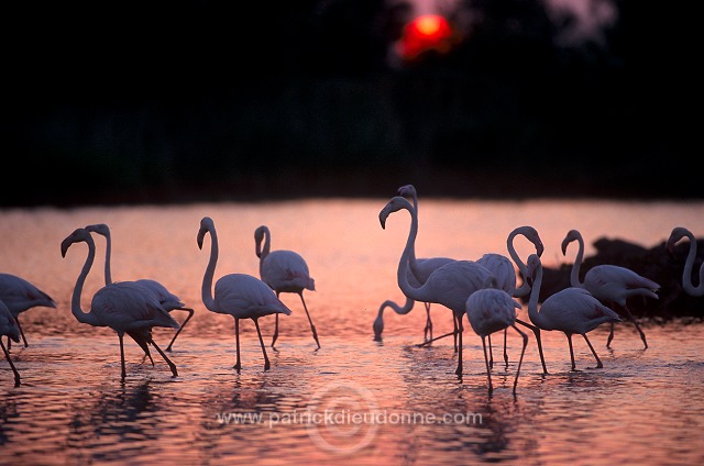 Greater Flamingo (Phoenicopterus ruber) - Flamant rose - 20326