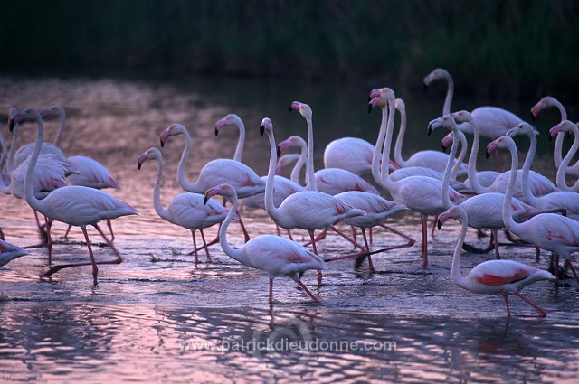 Greater Flamingo (Phoenicopterus ruber) - Flamant rose - 20327