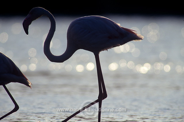 Greater Flamingo (Phoenicopterus ruber) - Flamant rose - 20328