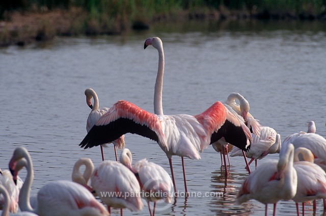 Greater Flamingo (Phoenicopterus ruber) - Flamant rose - 20329