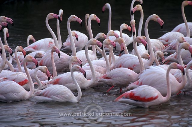 Greater Flamingo (Phoenicopterus ruber) - Flamant rose - 20330