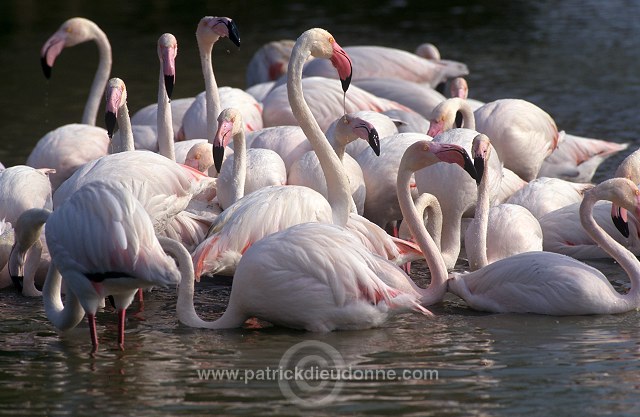 Greater Flamingo (Phoenicopterus ruber) - Flamant rose - 20331