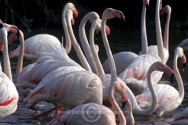 Greater Flamingo (Phoenicopterus ruber) - Flamant rose - 20332