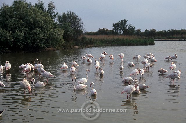 Greater Flamingo (Phoenicopterus ruber) - Flamant rose - 20333