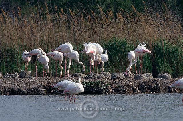 Greater Flamingo (Phoenicopterus ruber) - Flamant rose - 20334