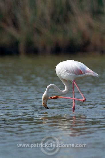 Greater Flamingo (Phoenicopterus ruber) - Flamant rose - 20335