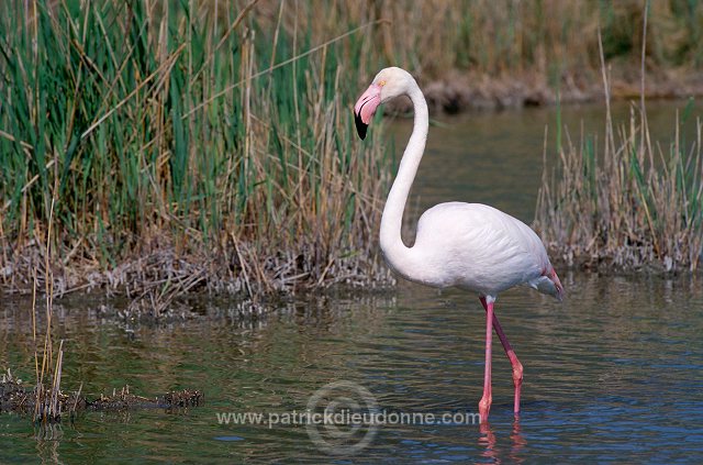 Greater Flamingo (Phoenicopterus ruber) - Flamant rose - 20336