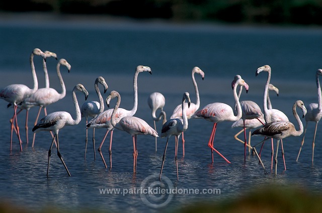 Greater Flamingo (Phoenicopterus ruber) - Flamant rose - 20338