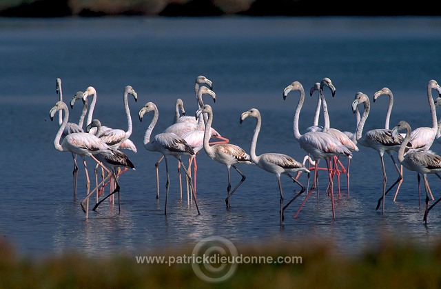 Greater Flamingo (Phoenicopterus ruber) - Flamant rose - 20339