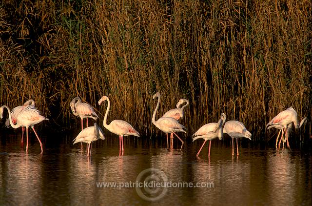 Greater Flamingo (Phoenicopterus ruber) - Flamant rose - 20340