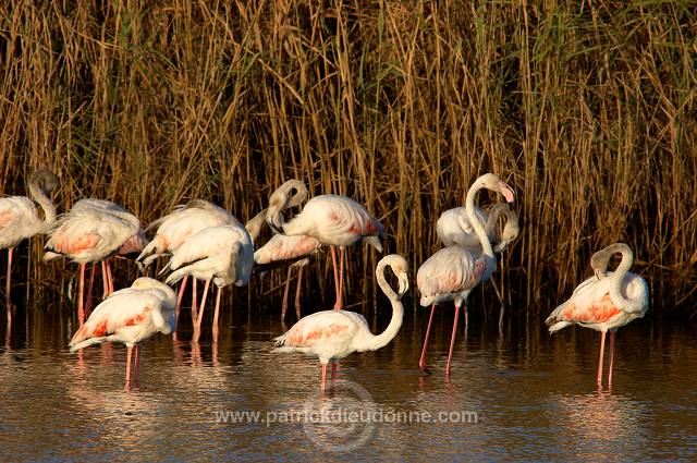 Greater Flamingo (Phoenicopterus ruber) - Flamant rose - 20435