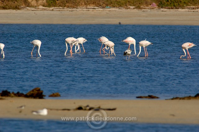 Greater Flamingo (Phoenicopterus ruber) - Flamant rose - 20436