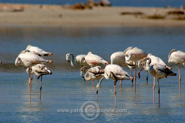 Greater Flamingo (Phoenicopterus ruber) - Flamant rose - 20437