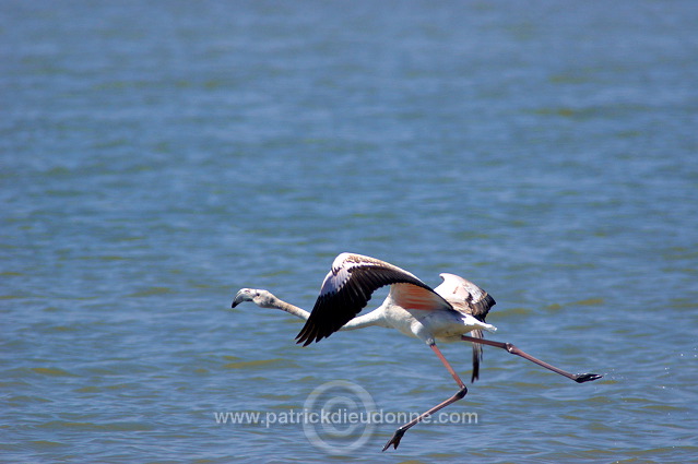 Greater Flamingo (Phoenicopterus ruber) - Flamant rose - 20438