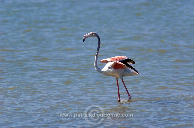 Greater Flamingo (Phoenicopterus ruber) - Flamant rose - 20439