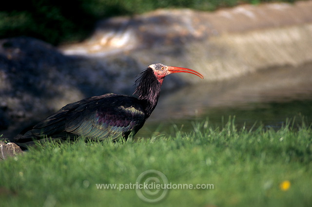 Bald Ibis (Geronticus eremita) - Ibis chauve - 20341