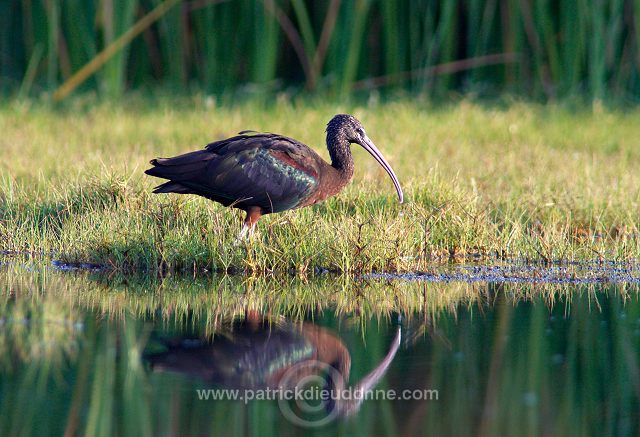 Glossy ibis (Plegadis falcinellus) - Ibis falcinelle  10727